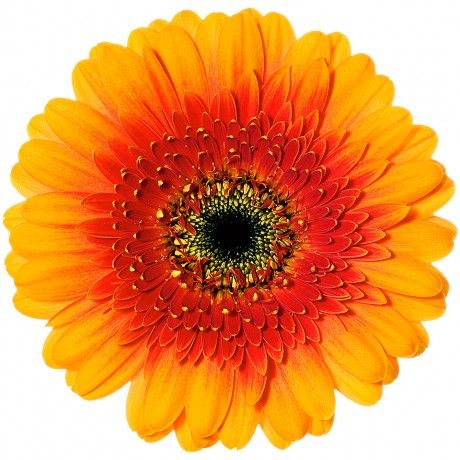 Gerbera Mini Bi Color Orange Per Stem