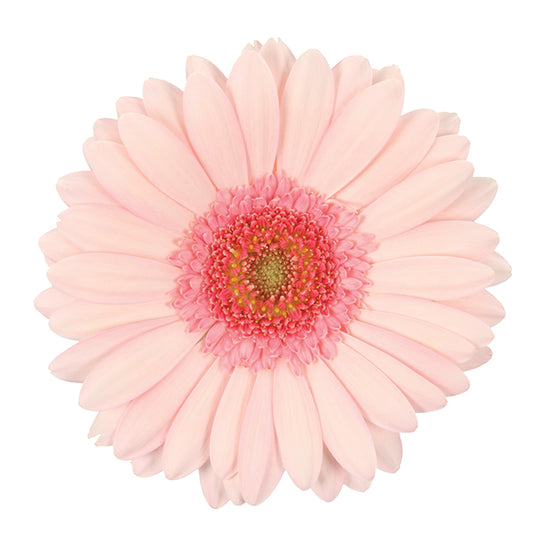 Gerbera Mini Pink Per Stem
