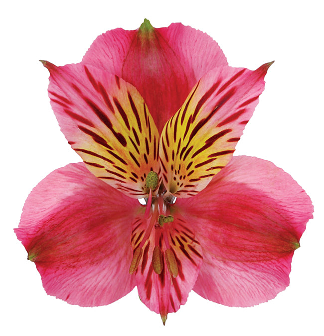 Alstromeria Dark Pink Per Stem