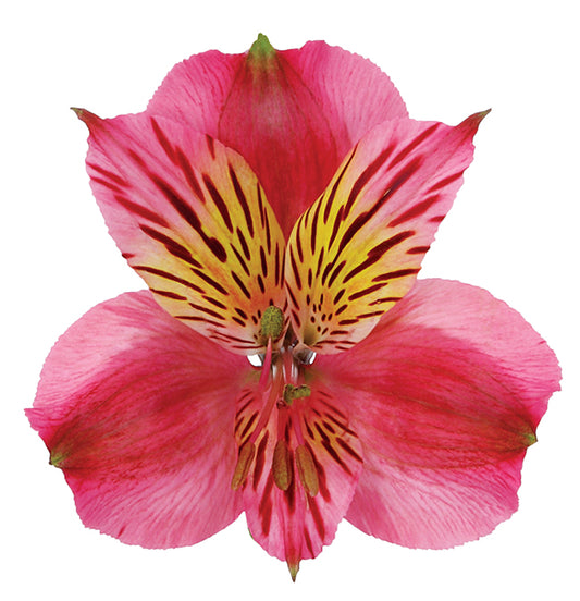 Alstromeria Dark Pink Per Stem