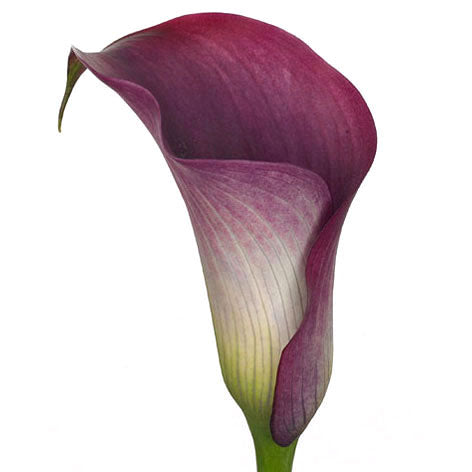 Calla Captain Promise Per Stem