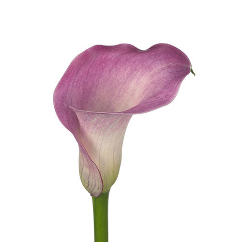 Calla Denver Per Stem