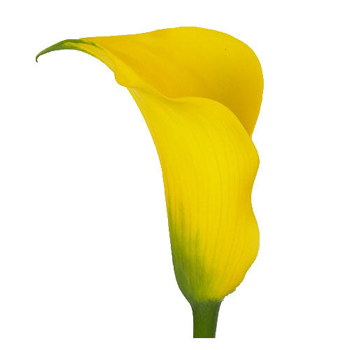 Calla Lily Gold Medal Per Stem