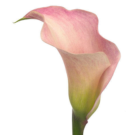 Calla Lily Pink Per Stem