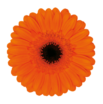 Gerbera Mini Evelien