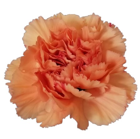 Carnation Single Megan Per Stem