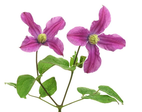 Clematis Amazing Kyiv Per Stem