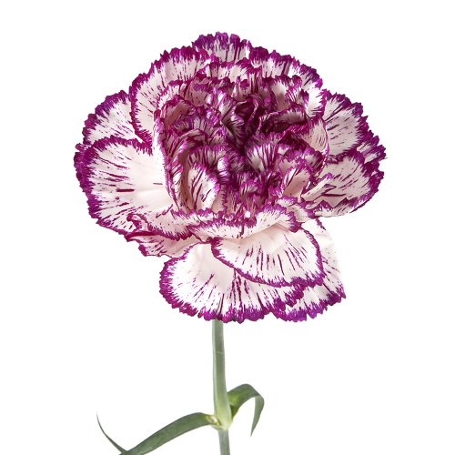 Carnation Bi Color Purple