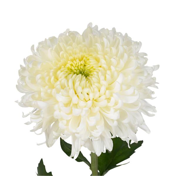 Chrysanthemum Deco White Per Stem