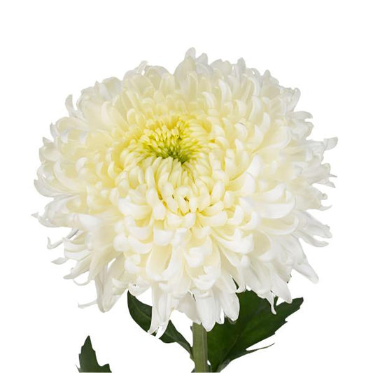 Chrysanthemum Deco White Per Stem