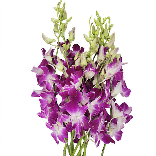 Dendrobium Purple Per Stem