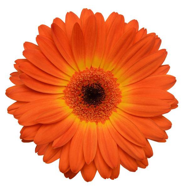 Gerbera Mini Orange Per Stem