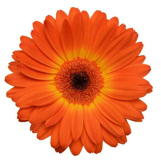 Gerbera Mini Orange Per Stem