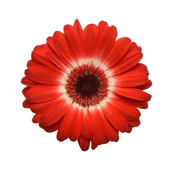 Gerbera Mini Bi Color Red Per Stem