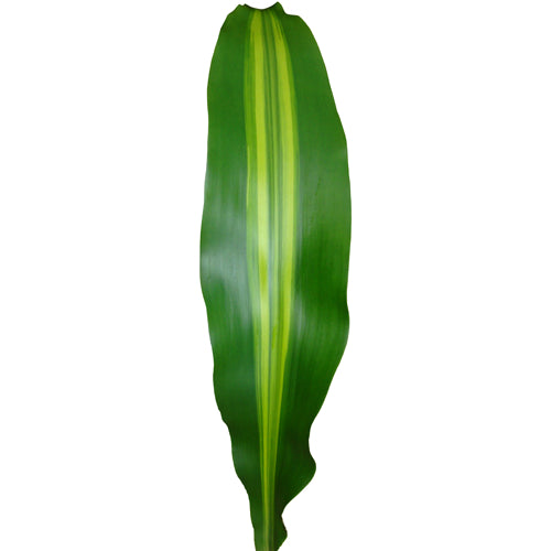 Dracena Masengana Per Stem