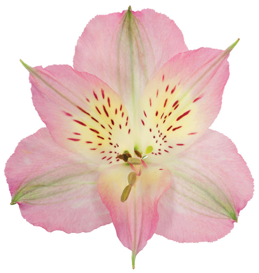 Alstromeria Pink Per Stem