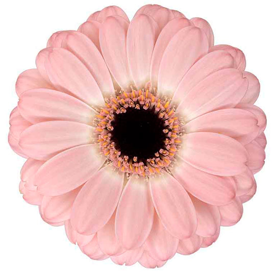 Gerbera Mini Duet Per Stem