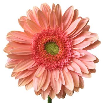 Gerbera Salmon Per Stem