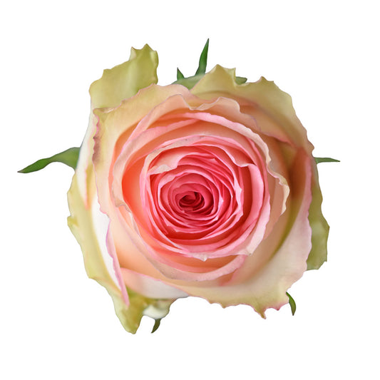 Rose Esperance Per Stem