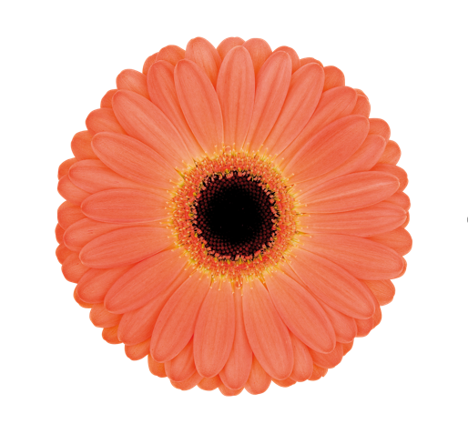 Gerbera Mini Eveliene Per Stem
