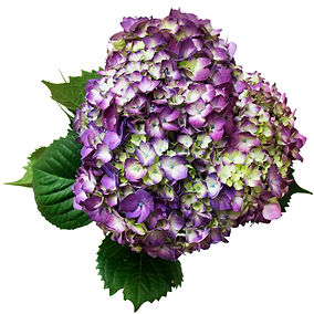 Hydrangea Purple Per Stem
