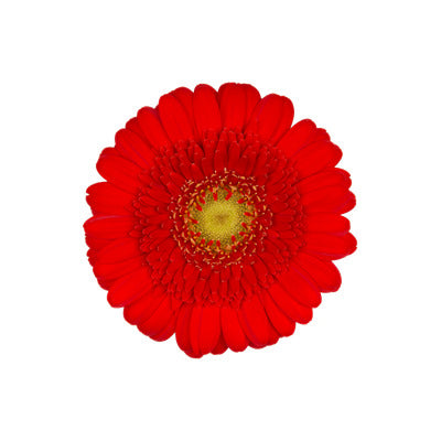 Gerbera Mini Ketchup Per Stem