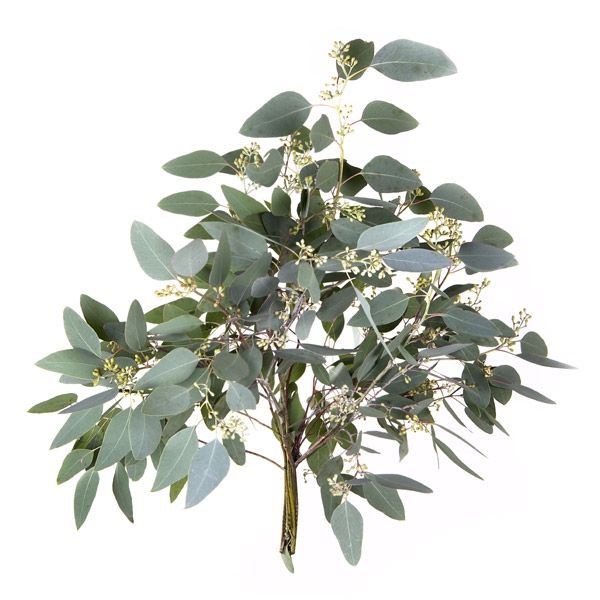 Eucalyptus Populus Per Stem
