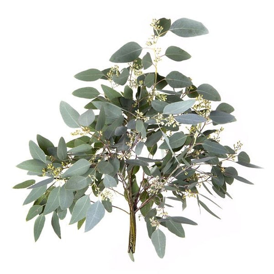 Eucalyptus Populus Per Stem