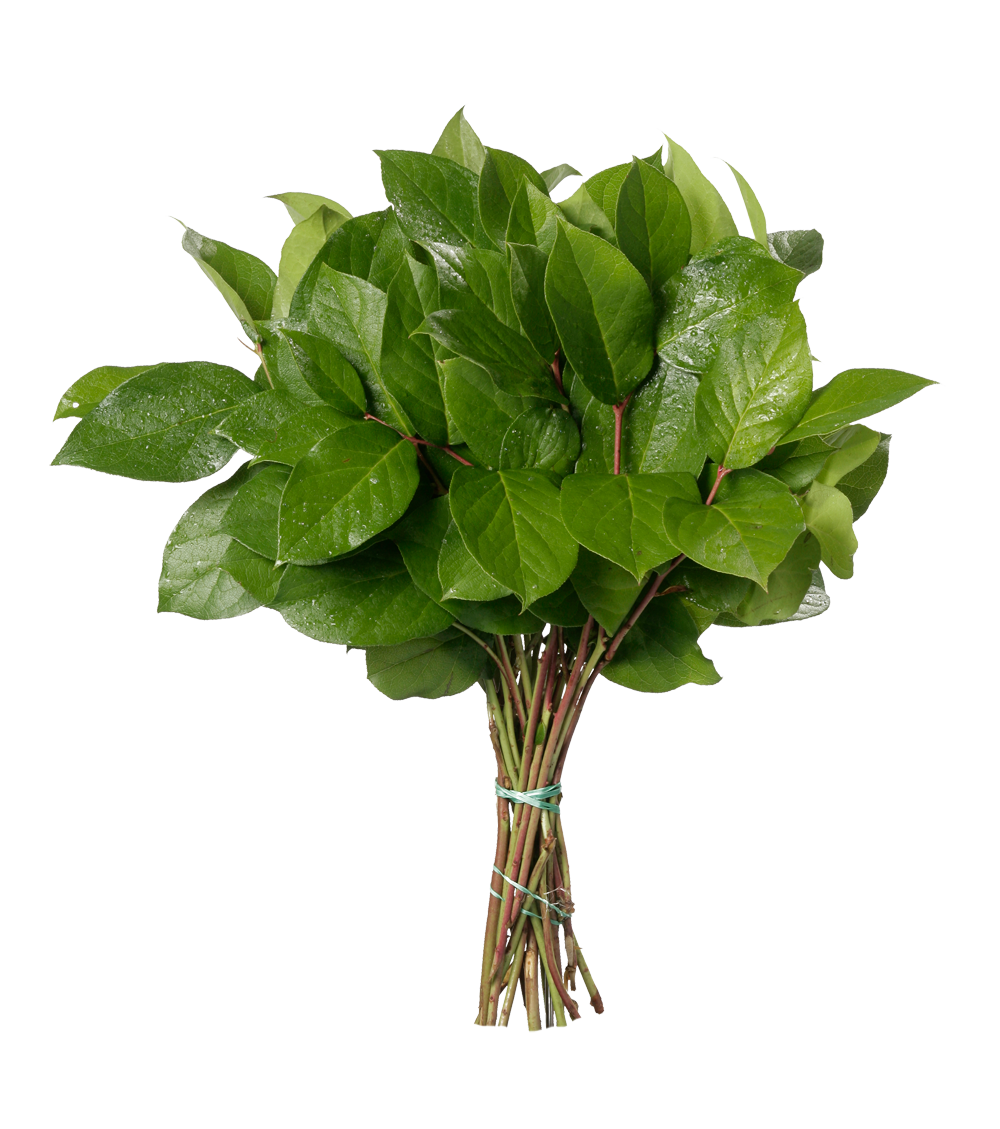 Gaultheria Shallon Salal Bunch Per Stem