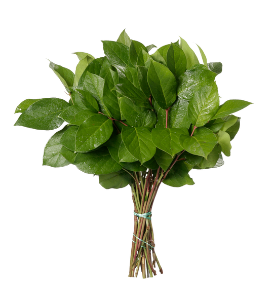 Gaultheria Shallon Salal Bunch Per Stem