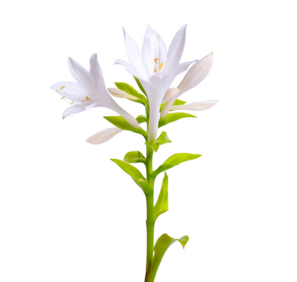 Tuberose White Per Stem