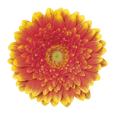 Gerbera Mini Franky Per Stem