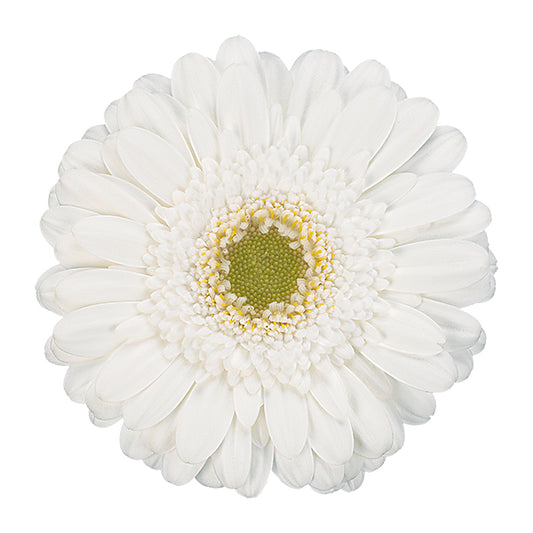 Gerbera Mini White