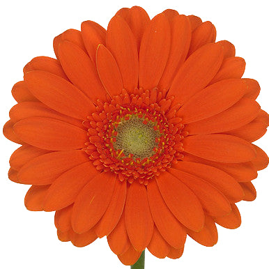 Gerbera Mini Garfield Per Stem