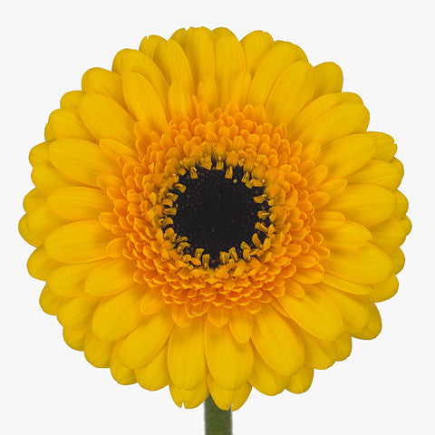 Gerbera Mini Sundee Per Stem
