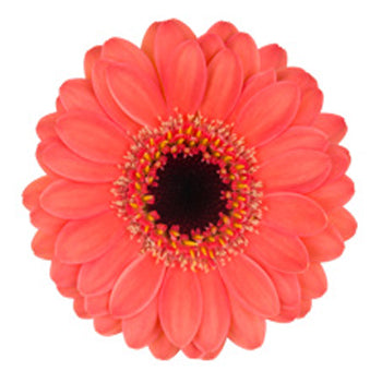 Gerbera Micro Echo Per Stem