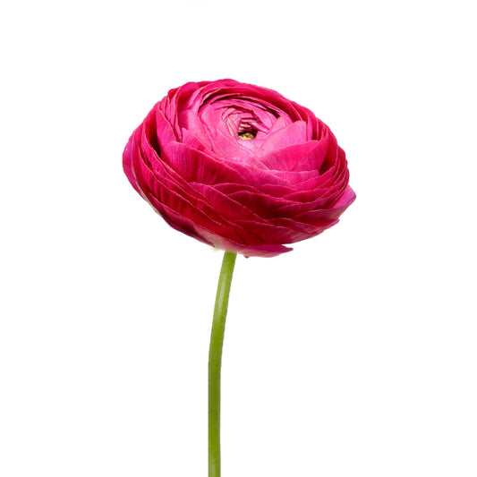 Ranunculus Purple Per Stem