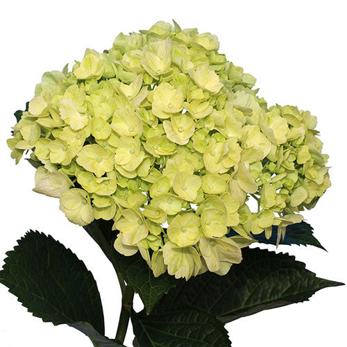 Hydrangea Lime Per Stem