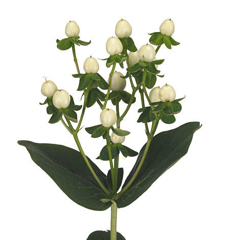 Hypericum White Per Stem
