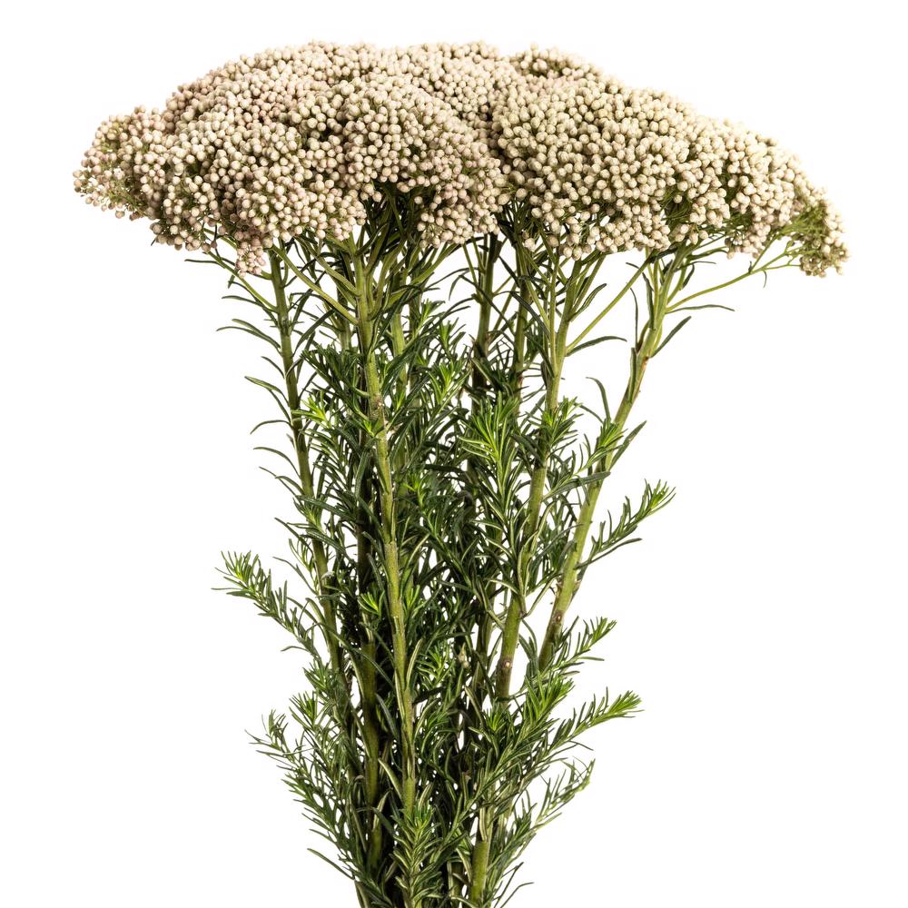 Rice Flower per stem