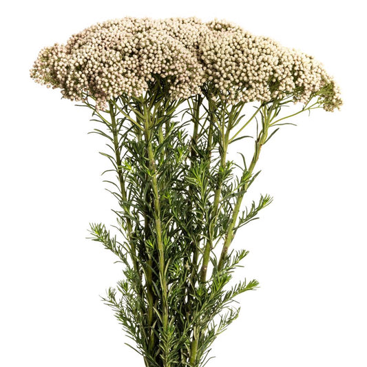 Rice Flower per stem