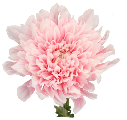 Chrysanthemum Single Painted Antonov Pastel Pink