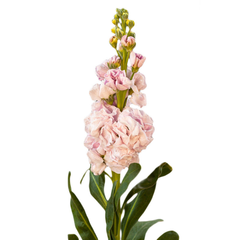 Peach Mathhiola Matthiola peach Per Stem – Reemflora