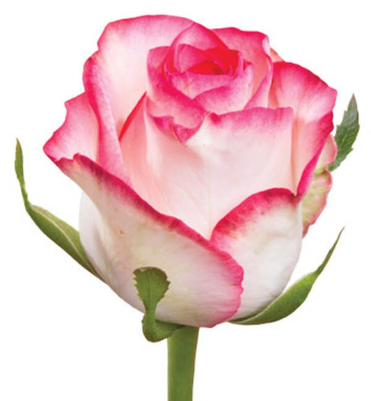 Rose Jumilia Per Stem