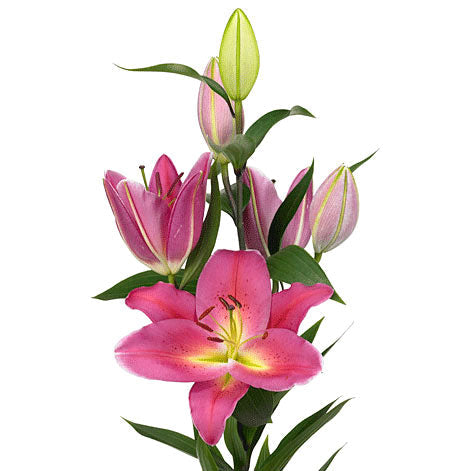 Lily Oriental Marengo Per Stem