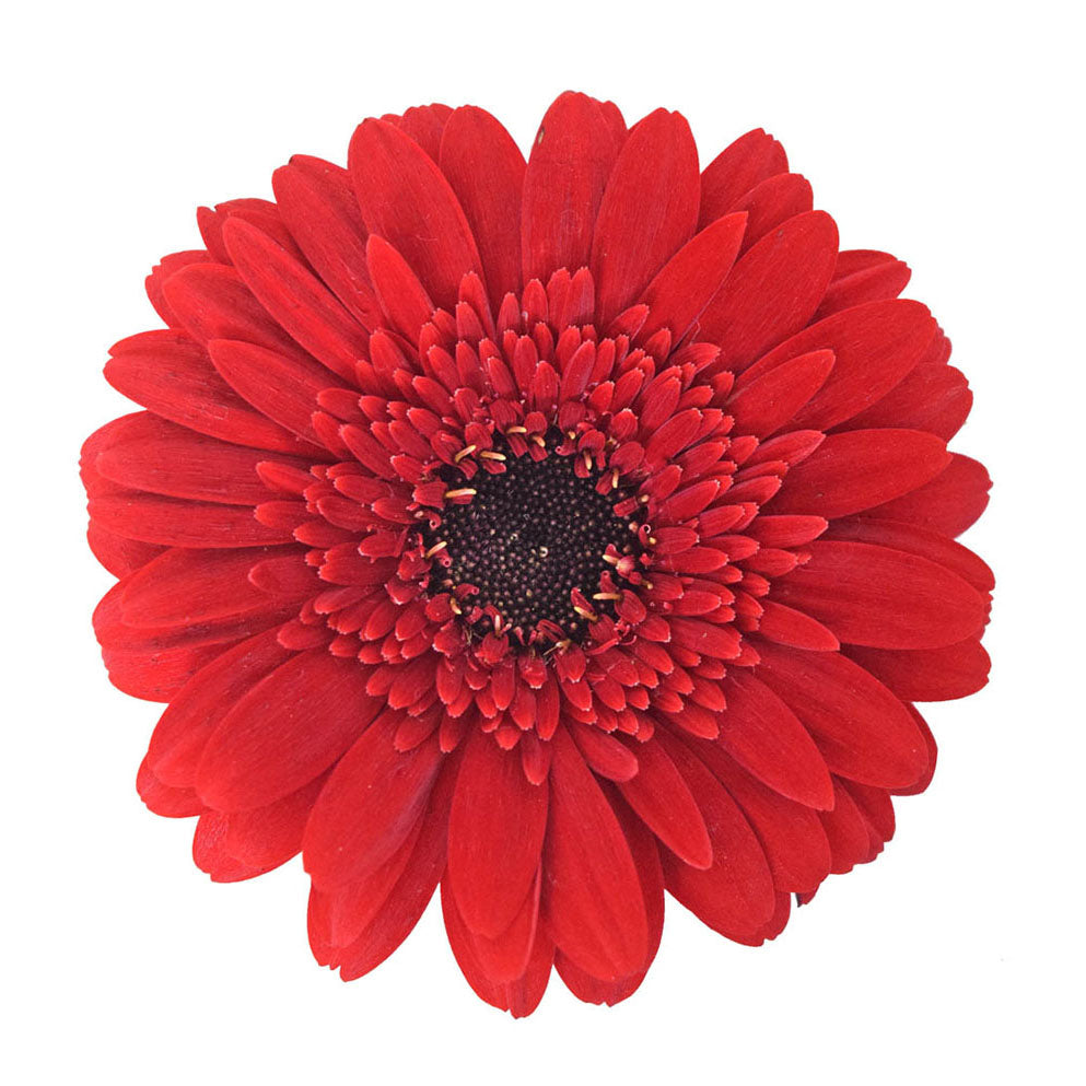 Gerbera Mini Messarati Per Stem