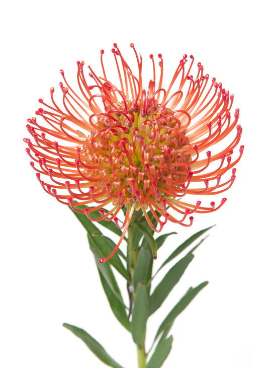 Leucospermum Orange