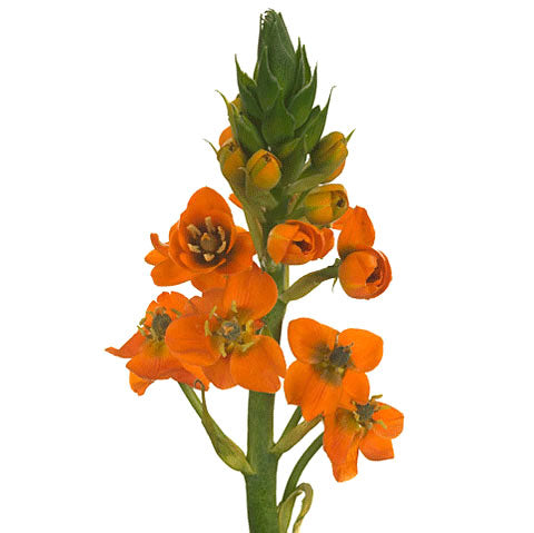 Ornithogalum Dubium Sunshine Per Stem