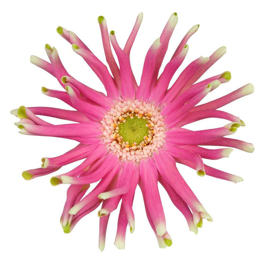 Gerbera Mini Pastini Venezia Per Stem