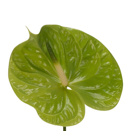 Anthurium Green Per Stem